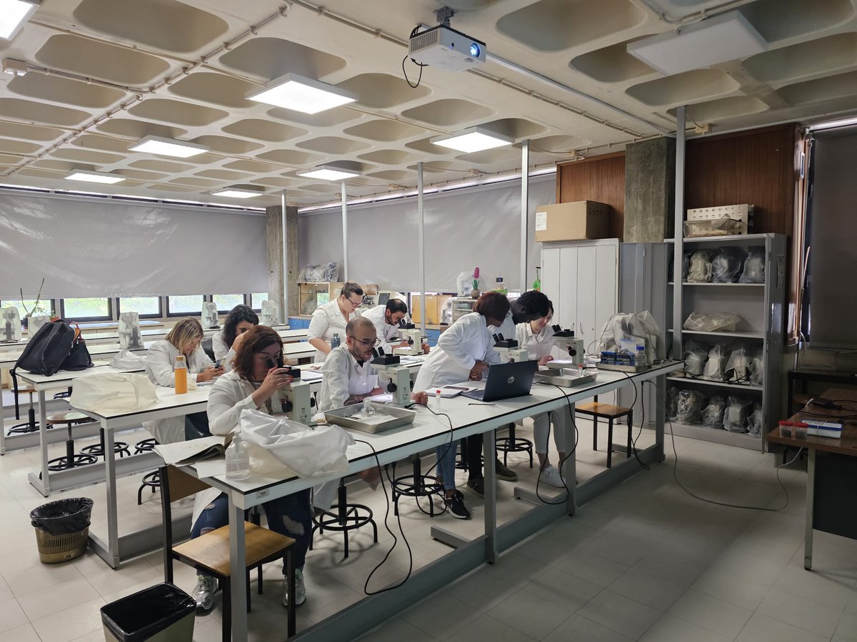 DigsterXYZ's tweet photo. GM!
Today I went to the lab for a biology class and to dissect some bees! https://t.co/oyPcGVdBeA