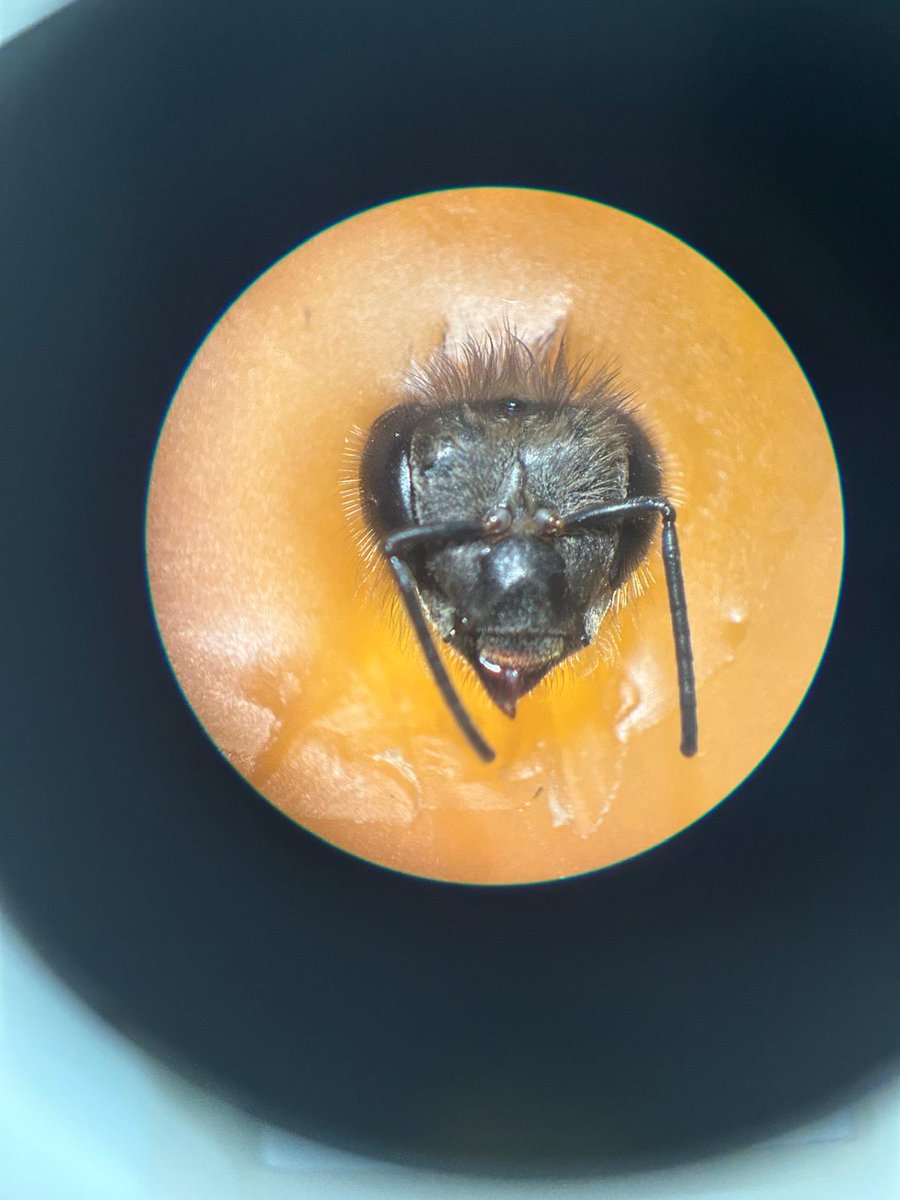 DigsterXYZ's tweet photo. GM!
Today I went to the lab for a biology class and to dissect some bees! https://t.co/oyPcGVdBeA