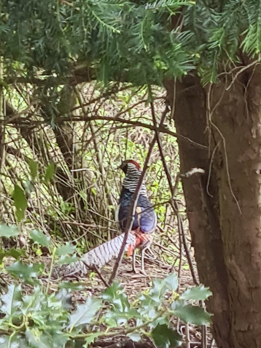 On the “Wandlebury course” this week <a href="/gogmagog_golf/">The Gog Magog G.C.</a> club we undertook some surface refinement on the greens to keep them rolling true , also some dressing in of the joins around the new bunkers to bring them even closer to completion, along with many other duties by the team ⛳️