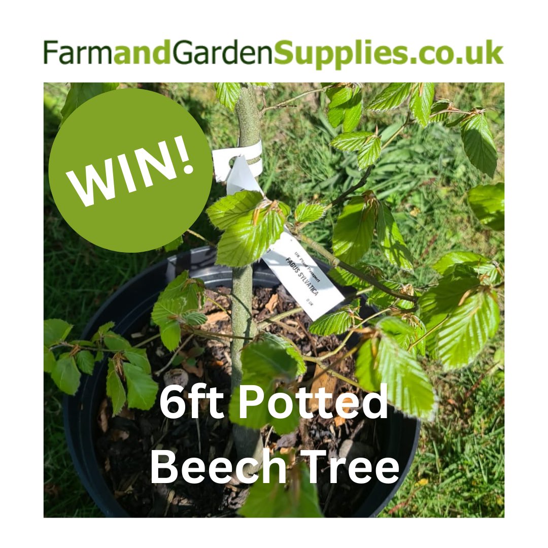 🌳NEW COMPETITION!🌳

Enter for the chance to WIN a 6ft Potted Beech Tree from <a href="/FandGsupplies/">Farm and Garden Supplies</a>!

🌳Please follow them &amp; us and ❤️ this post
🌳Please RT, tag and comment with #treelove
🌳Enter here on the link: allotmentonline.co.uk/win-a-6ft-pott…

#trees #farmsupplies #gardenuk #win