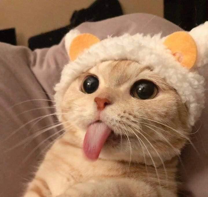 $LUIS @tonguecatluis2 is the cutest cat with tongue out in Solana 🐈👅 It reached 20M$ Market Cap and it’s been already listed in some CEXs 👀 This coming week they will be listed in more CEXs and expecting to be the next $SC 🚀