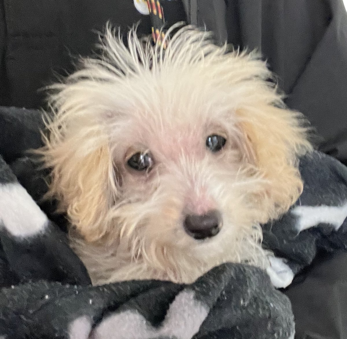 Please retweet to help FIND THE OWNER OR A RESCUE SPACE FOR THIS STRAY PUPPY FOUND #GREENWICH #LONDON #SE18 #UK Female, white puppy, crossbreed, not chipped, found April 16. She could be missing or stolen from another region, please share widely. Proof of ownership required.…