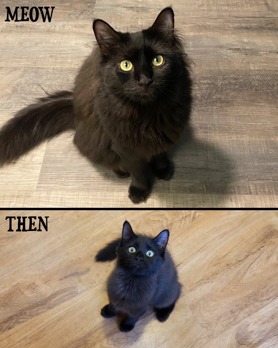 Miss Fluffy Butt sure as grown into a beautiful house panther! 🖤

#ThenAndMeow #BlackCatFriday #MissFluffyButt #Cats