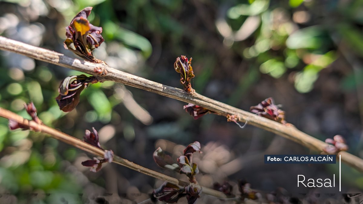 eltiempo_atv's tweet photo. Y tal y como anunciábamos, el #riesgoagroclimático por las #heladas de la pasada madrugada se han manifestado en numerosas especies. En estas imágenes del valle del río Garona en #Rasal se ha llegado a -4ºC y así lo han acusado los nogales, los arces y algún granado. https://t.co/SKaLHC3kqa