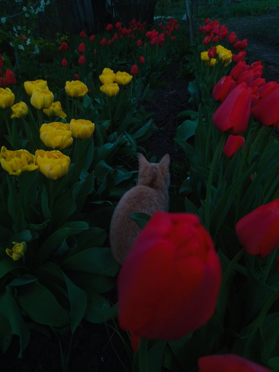 тюльпанчики 🐈🌷
.
#skzkn #flowerpictures #FlowersOnFriday #flowers #photography #photo #nature #NatureInspires #spring #springtime #April #Cat