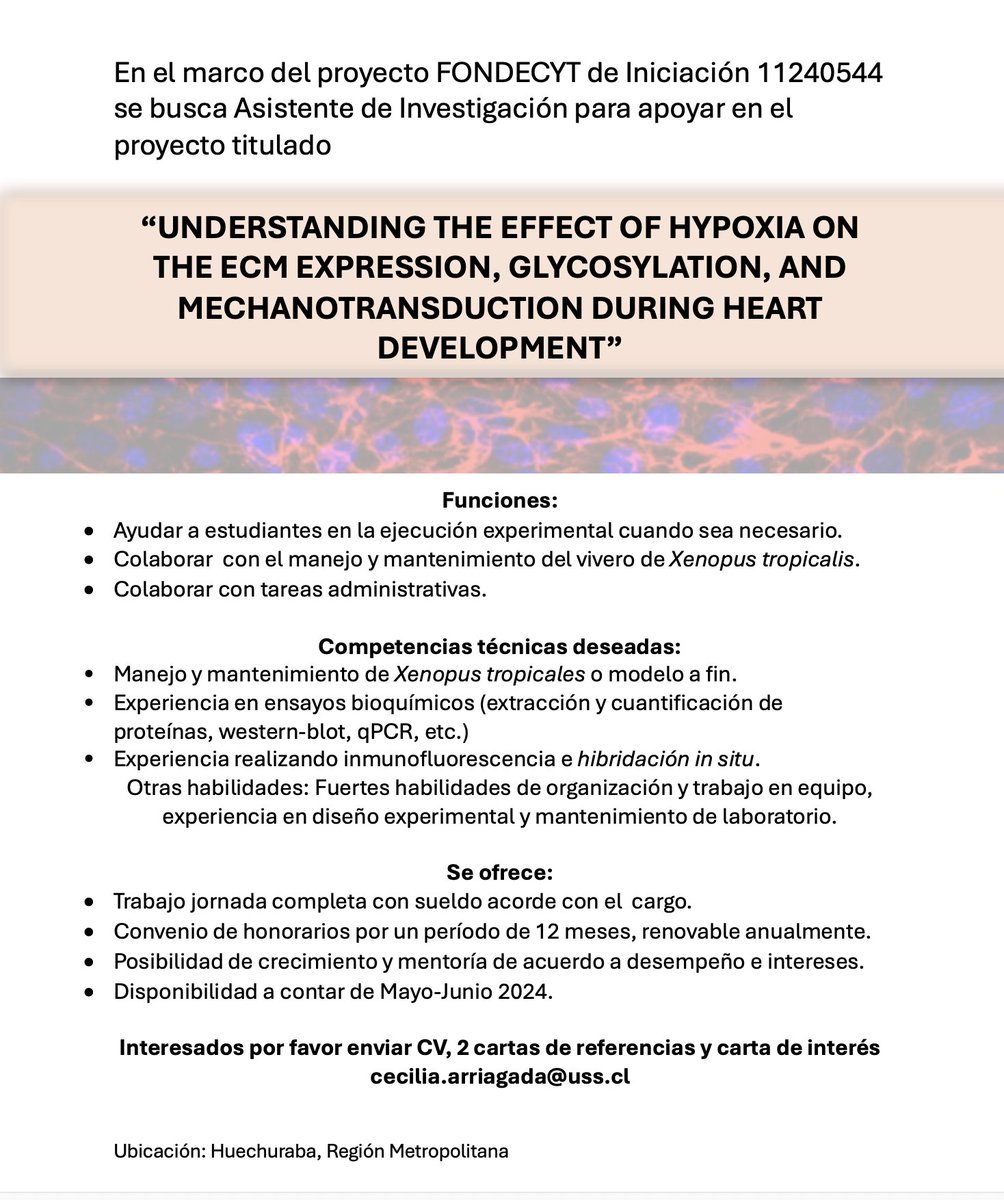 cecy_arriagadam's tweet photo. Se busca asistente de Investigación para colaborar en proyecto de Fondecyt de Iniciación https://t.co/BdwVCQEjgO