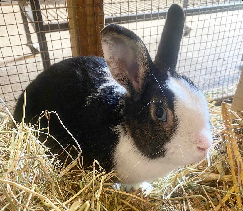 MISTY UPDATE: This sweet girl, who was abandoned at a local #rabbit breeders, has been with us for just over a month now. She was terrified when she arrived so we’ve been helping her to decompress in her own enclosure and she’s slowly starting to realise that she’s now safe. 🐇