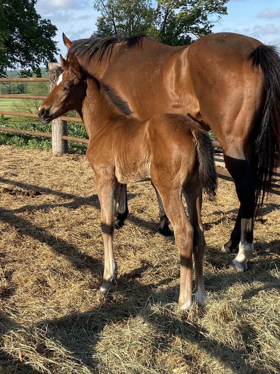 One week sure does look good on this #pinehurst filly! #okbred #dmwrs #horseracing