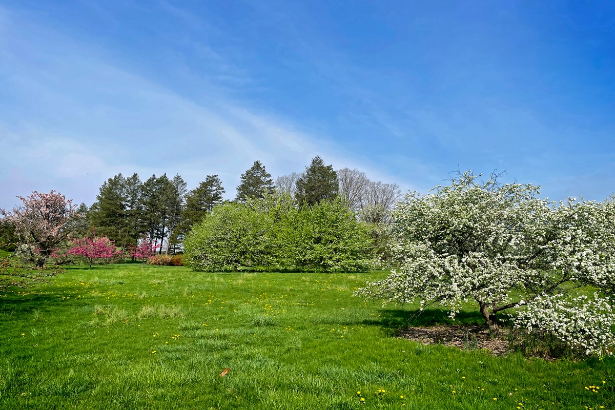 Spring is in full swing at the Arboretum with bursts of color everywhere you look! Admire lavender-and-dark-purple saucer magnolias and bright tulips around the Visitor Center. Sweeps of daffodils and colorful redbuds can be seen throughout the site. Venture to the East Side for…