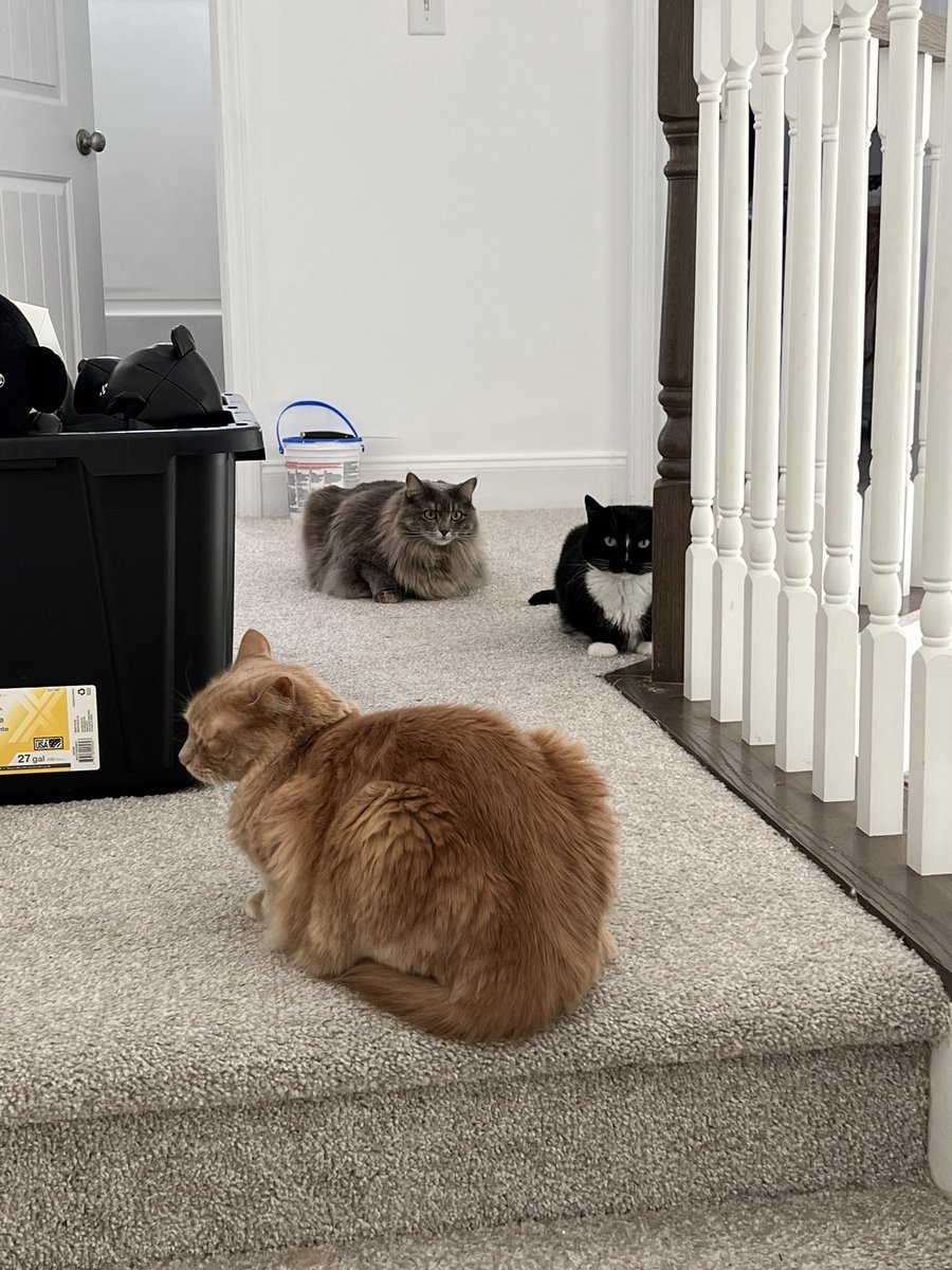 NoisyButters's tweet photo. the council has decided you deserve to hav an amazing day today

🍞🍞🍞 https://t.co/RdZbhWGdxO