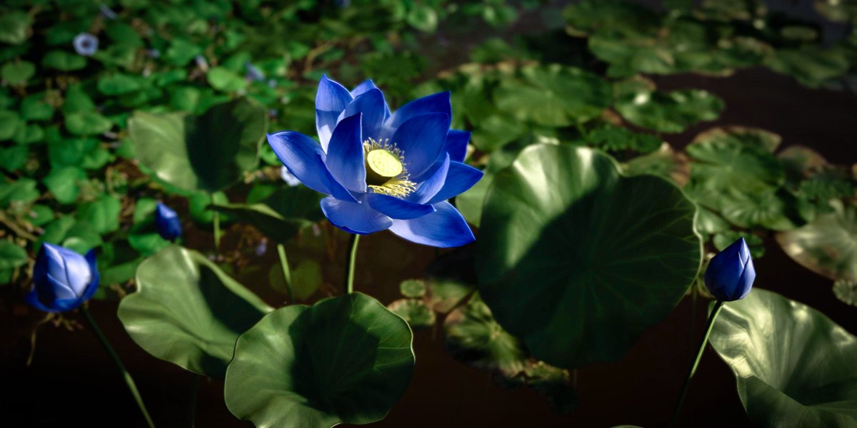 Blue Lotus #GhostOfTsushima #PSshare #VirtualPhotography #VPRT #VGPUnite #ArtisticofSociety #FutureVPSupport