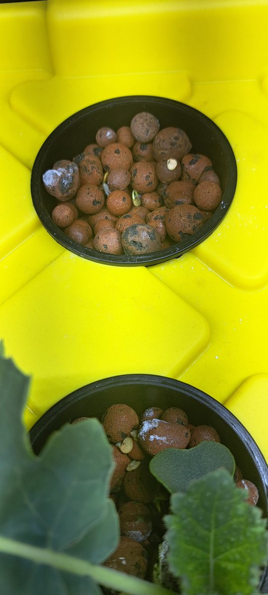 JessW08's tweet photo. Weekly hydroponic garden update from 4/5 Wells !
We have a plant jungle happening in our room. Everything has started growing. And some of the roots are very long! 
Kale is the front runner . 
@bltsenior @CleanFoundation https://t.co/CnDvkID1Pg