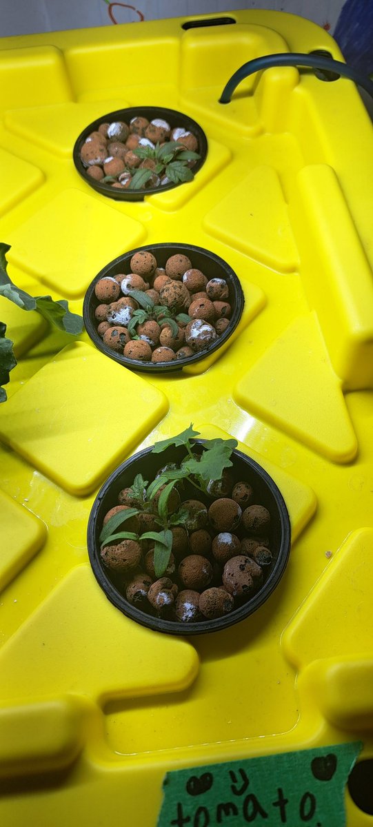 JessW08's tweet photo. Weekly hydroponic garden update from 4/5 Wells !
We have a plant jungle happening in our room. Everything has started growing. And some of the roots are very long! 
Kale is the front runner . 
@bltsenior @CleanFoundation https://t.co/CnDvkID1Pg