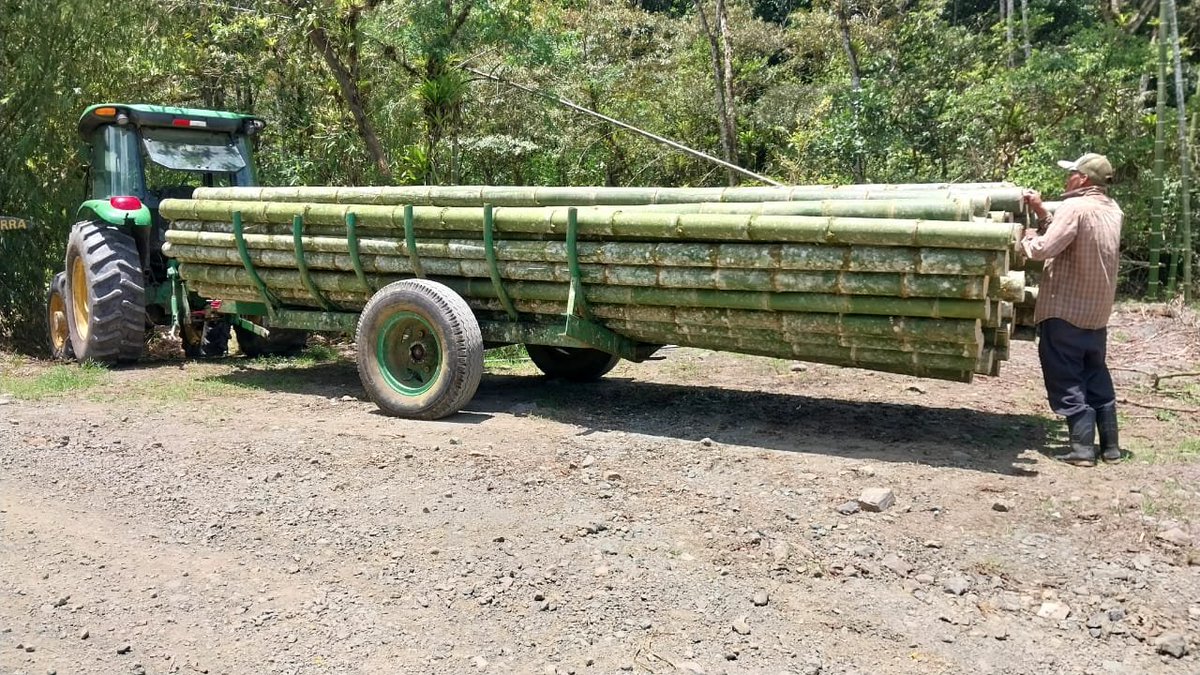 Bambu de Turrialba de la zona de Atirro, hacia Palmares este finde, para completar la madera de Casa Oröki