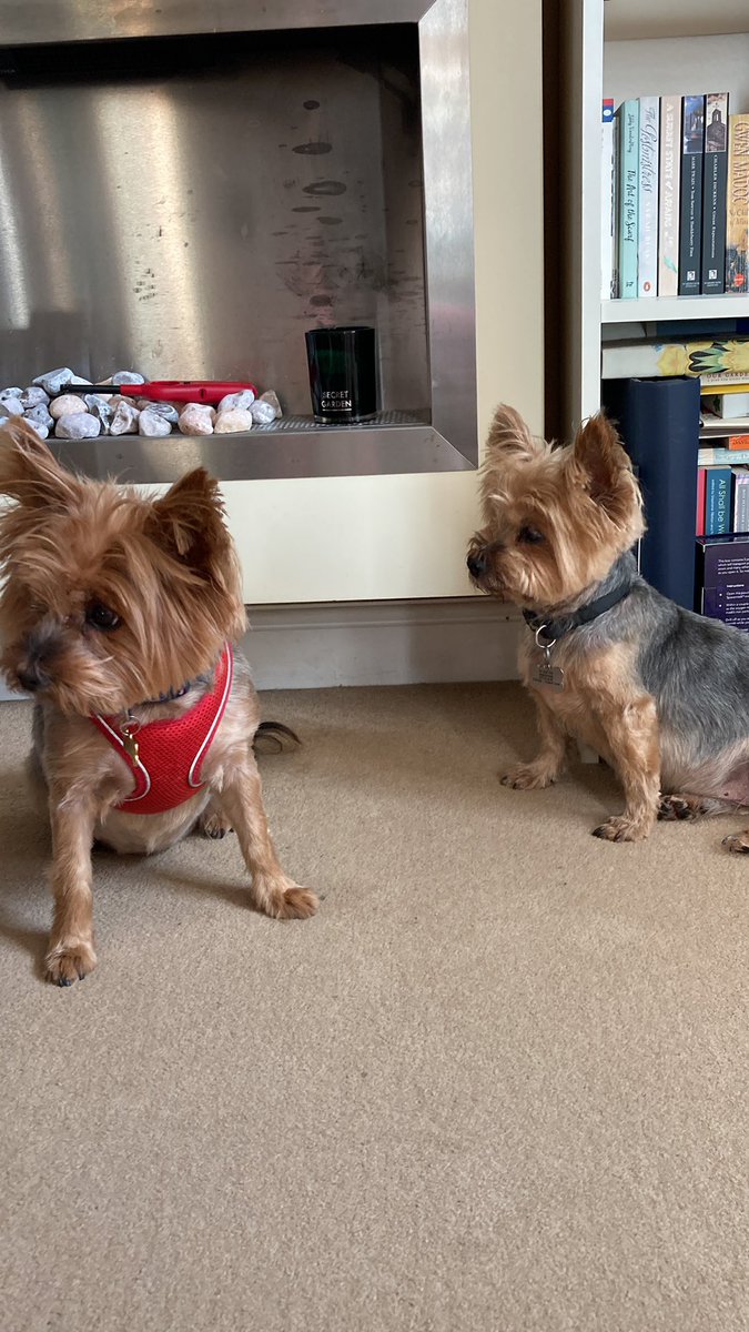 They look like puppies after an afternoon at the groomers! #YorkshireTerriers