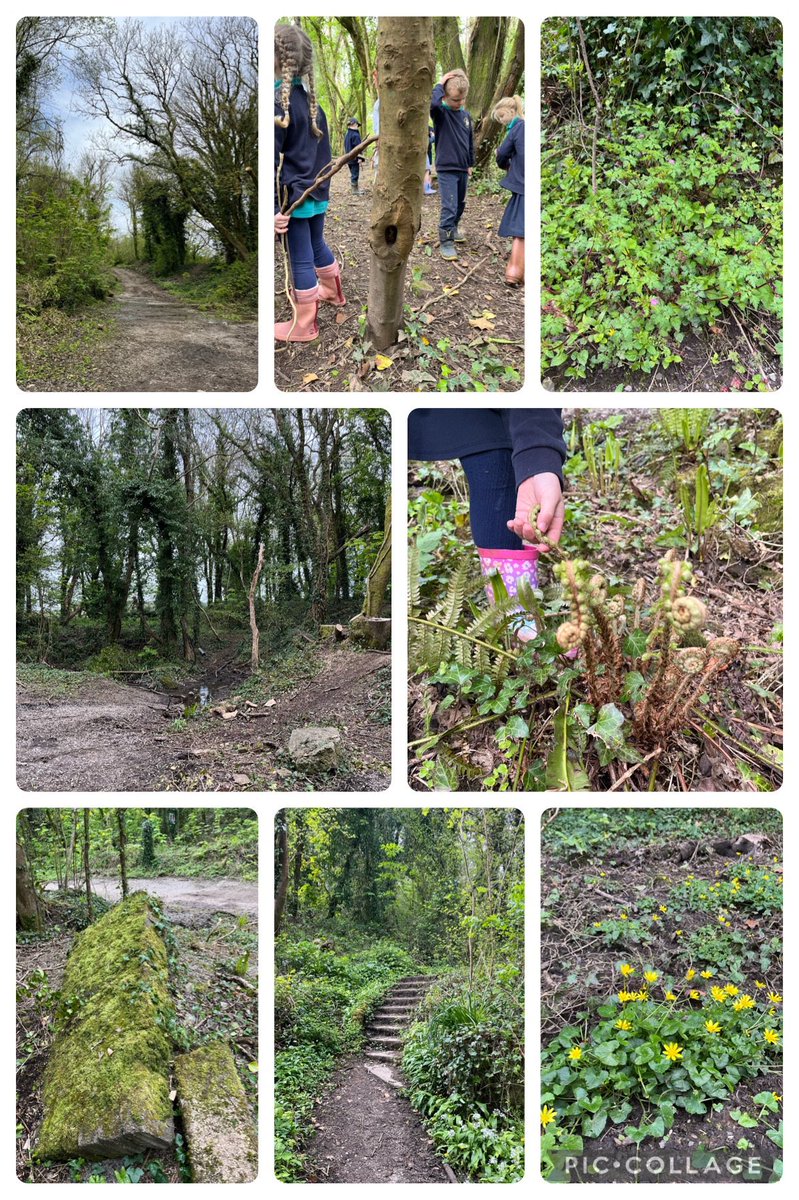 #GwenfoY1 so blessed to be so close to our very own Enchanted Wood! We had such a wonderful time in the sunshine, collecting treasures, spotting the flowers and stumbling across the Gruffalo’s den! #GwenfoScienceAndTechnology #GwenfoHumanities #GwenfoCynefin