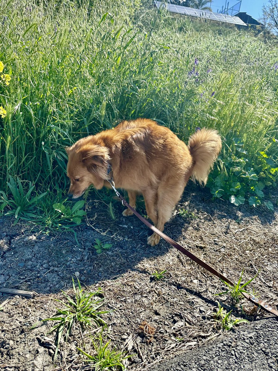 johntastick's tweet photo. LF top for my dog. He’s ready and has been holding in this position https://t.co/Zs9qWiIutI