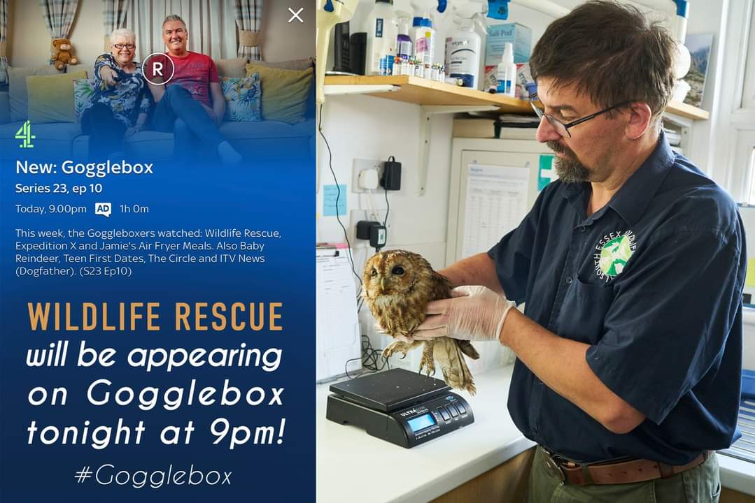 Well... after the launch of our new TV series, Wildlife Rescue, last night, we have some more news! Wildlife Rescue will be appearing on Gogglebox at 9pm tonight on Channel 4! Who will be turning in? We know we will! 😁🦊🦢🦭 #C4WildlifeRescue #Gogglebox