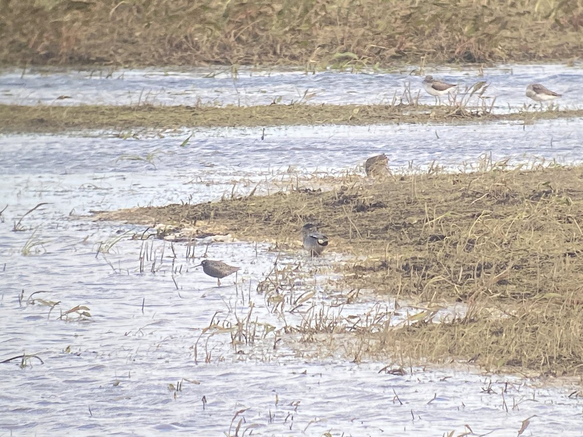 Spotted Redshank still at Ouse Washes, Earith this evening (with @rachel_lennard). Also drk Garganey, 2 Greenshank, 3 Dunlin, 40+ Black-wit (inc 1 limosa), LRP, Common Sand @CambsBirdClub @BirdGuides @RareBirdAlertUK