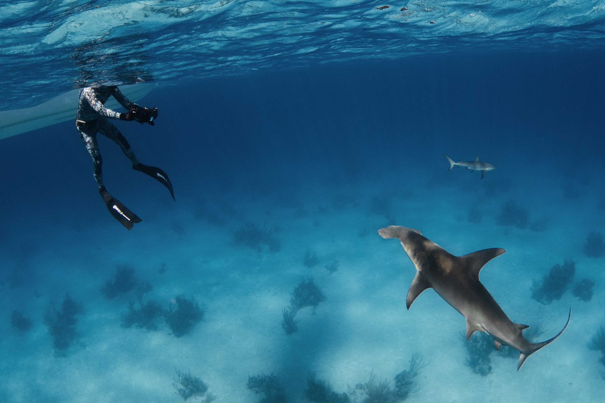 Countdown to Earth Day! Earth Day is Monday April 22nd so all week we’ll be posting different ways you can help the Earth. Today let’s talk about shark diving! Ecotourism goes a long way toward creating appreciation of the world’s natural wonders, including marine animals and