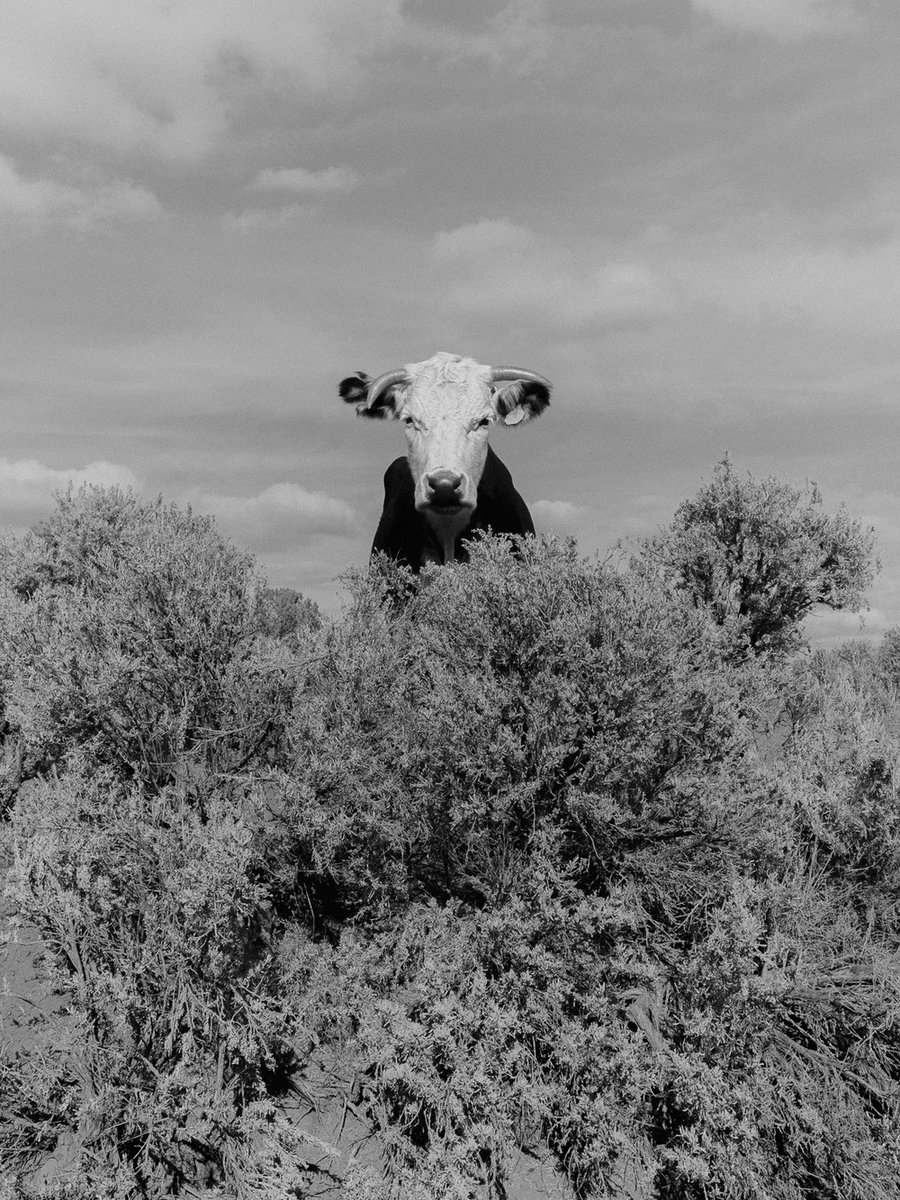 Aliens in Residence tweet media