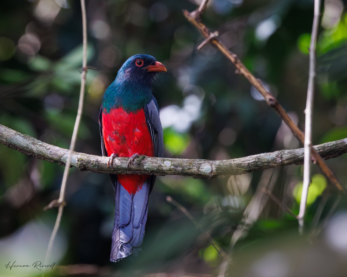 Slaty-tailed Trogon (Trogon massena) Bocawina National Park, Belize 17 April 2024 #BirdsOfBelize #BirdsSeenIn2024 #birds #birding #birdwatcher #birdphotography #BirdsOfTwitter #BBCWildlifePOTD #NaturePhotography