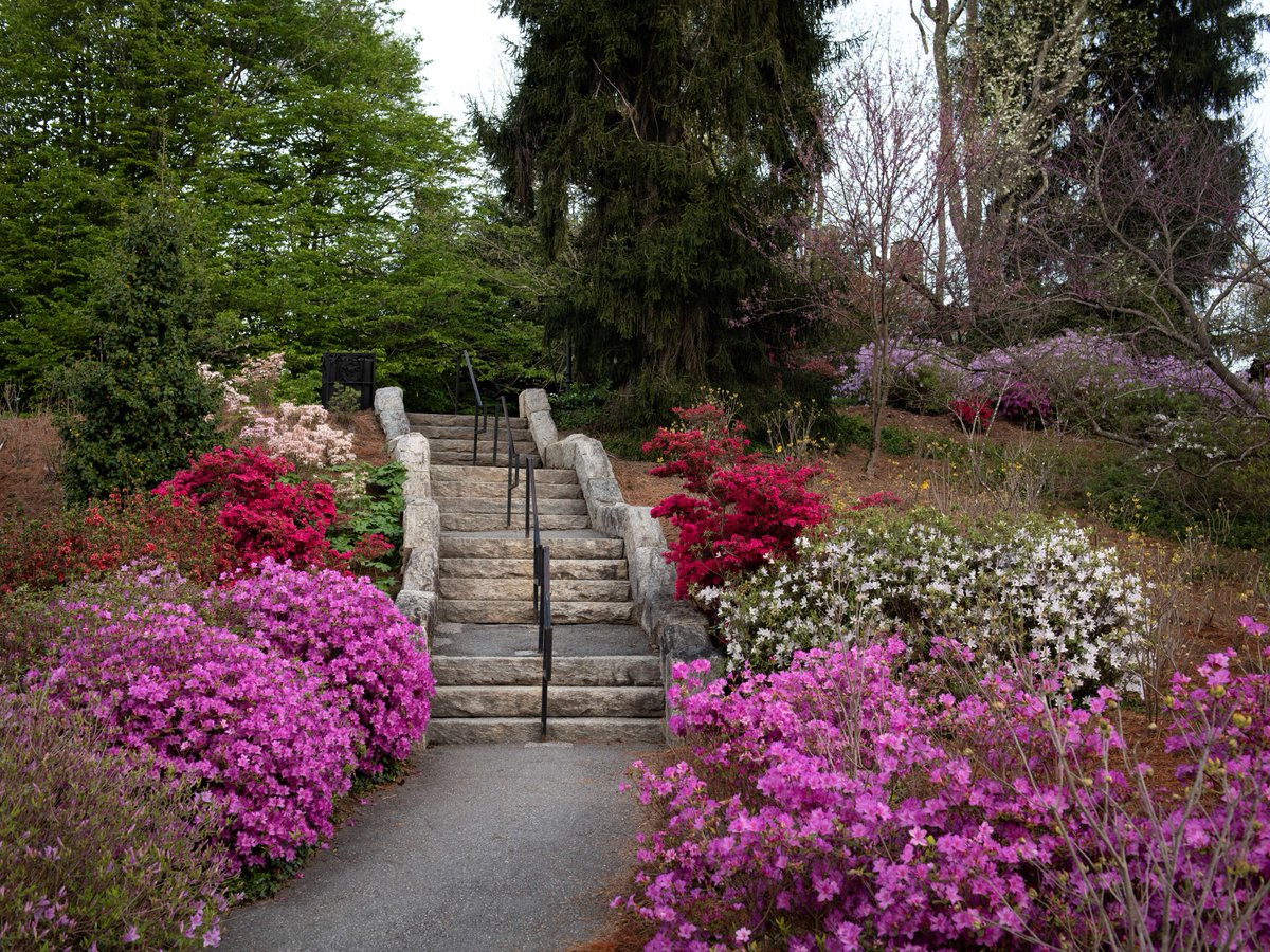 BiltmoreEstate's tweet photo. This week, the wisteria around the estate has come into full color, while peonies lining the Walled Garden bloom in beautiful pinks and deep reds. The azaleas are on their way to full color!

For more: https://t.co/opYyexHv22 https://t.co/A311cKj2eJ