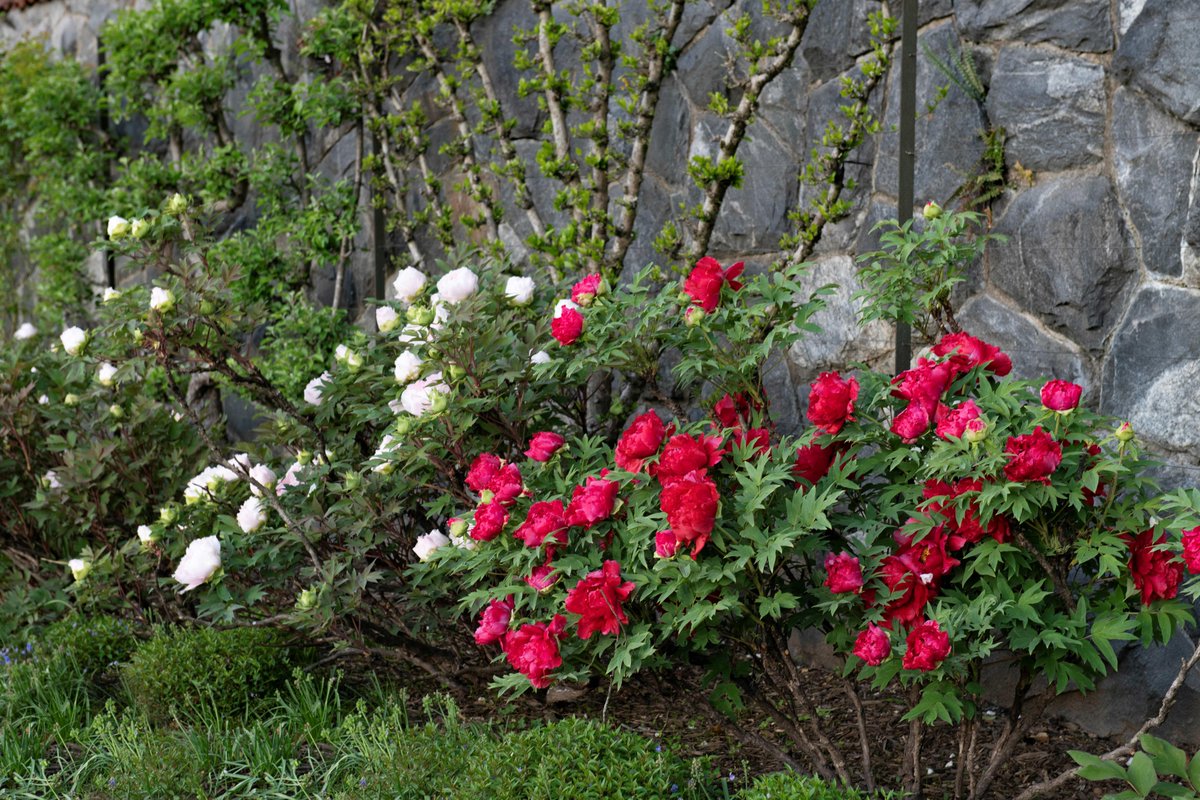 BiltmoreEstate's tweet photo. This week, the wisteria around the estate has come into full color, while peonies lining the Walled Garden bloom in beautiful pinks and deep reds. The azaleas are on their way to full color!

For more: https://t.co/opYyexHv22 https://t.co/A311cKj2eJ
