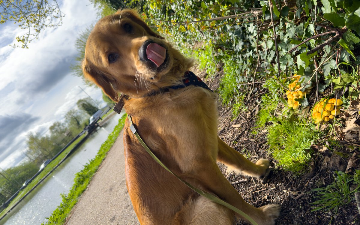 Finlay #RedMoonshine found some #mushrooms at #StourbridgeLocks on the #StourbridgeCanal last week during one of his lunchtime #towpathwalks. moonsh.in/finlay #BCNS #BCN #BoatsThatTweet #LifesBetterByWater #SaveOurCanals #FundBritainsWaterways #DogPhotography #PoppyAppeal