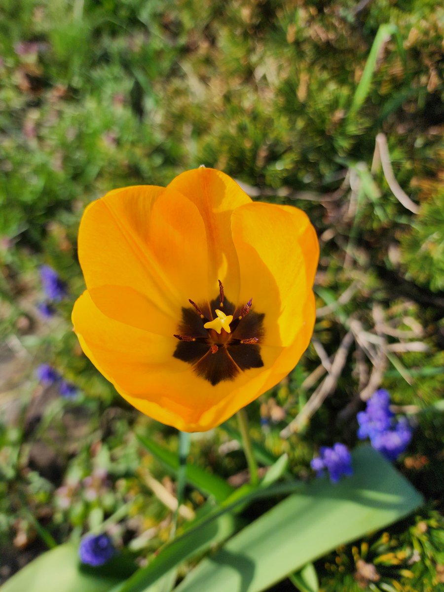 Trying something new... in addition to sketching, toy collecting, and movie knowledge..... I also have a little bit of a green thumb.... springtime flowers in full bloom. Sometimes we all need to step back and just appreciate the simple beauty of nature.