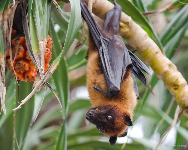 Action against the trapping and killing of Fruit Bats in the Seychelles. idausa.org/campaign/wild-… @IDAUSA