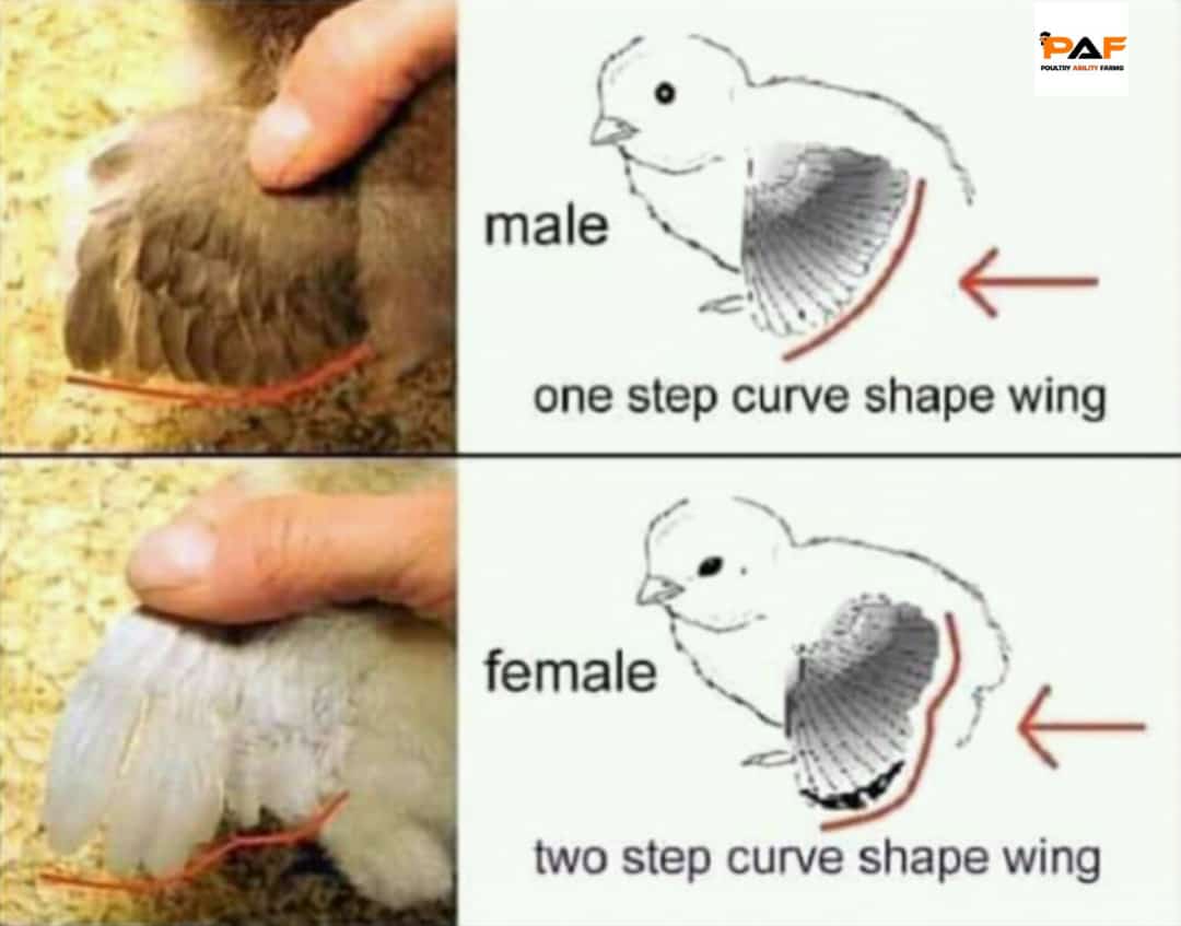 poultryability's tweet photo. How to identify male and female day old chicks 🐥

===

Nigerian Army Ilorin Skiibii Nengi Sell Guinness World Record Yahaya Bello Ododo Portable Plateau State University IT IS DONE Victor Moses Mummy Zee Zidane Nkunku Notcoin Khaid Ibadan #WhatsApp #Dollar https://t.co/GuvRHqj4Do