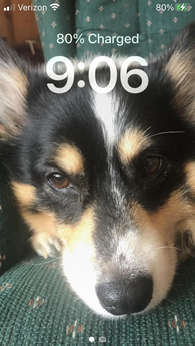 _CorgiCraze's tweet photo. I’ve been going through a lot lately. It’s too much. Can we all just take a second to appreciate Sophie?
#corgirules #lovecorgis #corgilovers #corgination https://t.co/KRTK9ALOVX