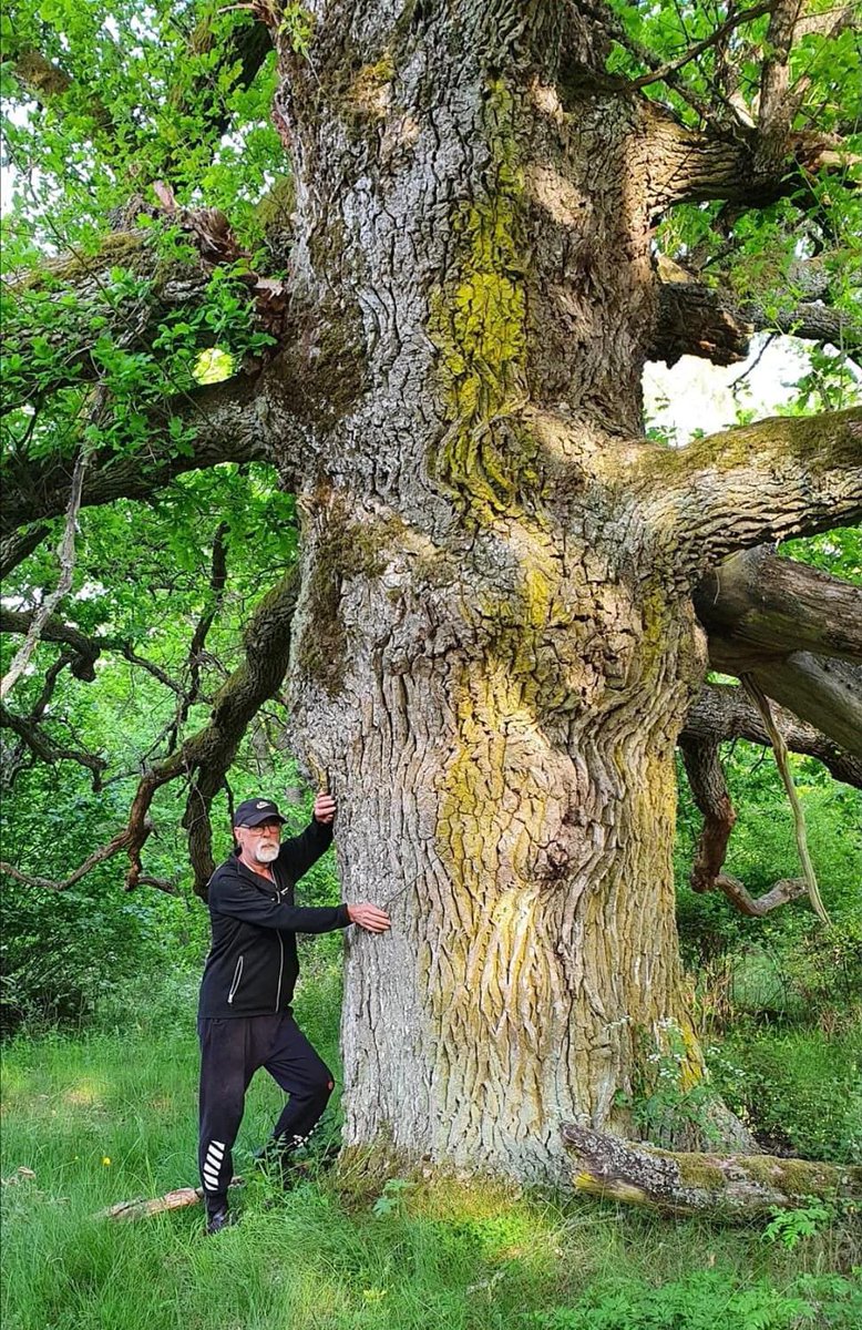 Men admiring Oak trees Part 62 /‘ Sweden’ 📷 Raymond Wolf