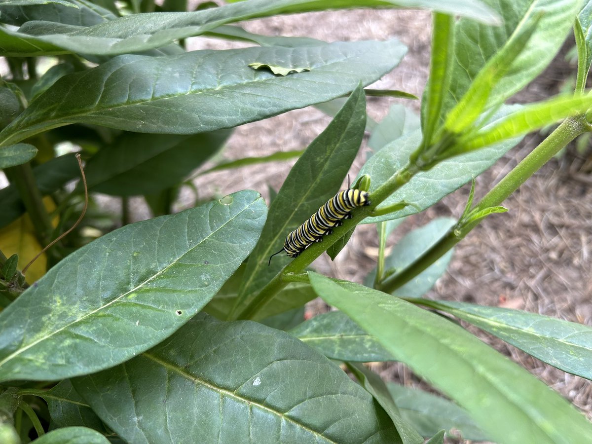 So many caterpillars in our milkweed plants!!! So cool to see! 🤗 #WeAreRennell