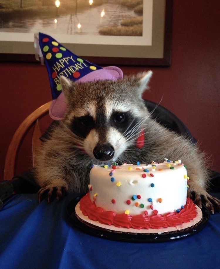 PupperJD's tweet image. Happy birthday @fearwyd0 !!!

(for your birthday i’ll give you $5 for each like this gets)