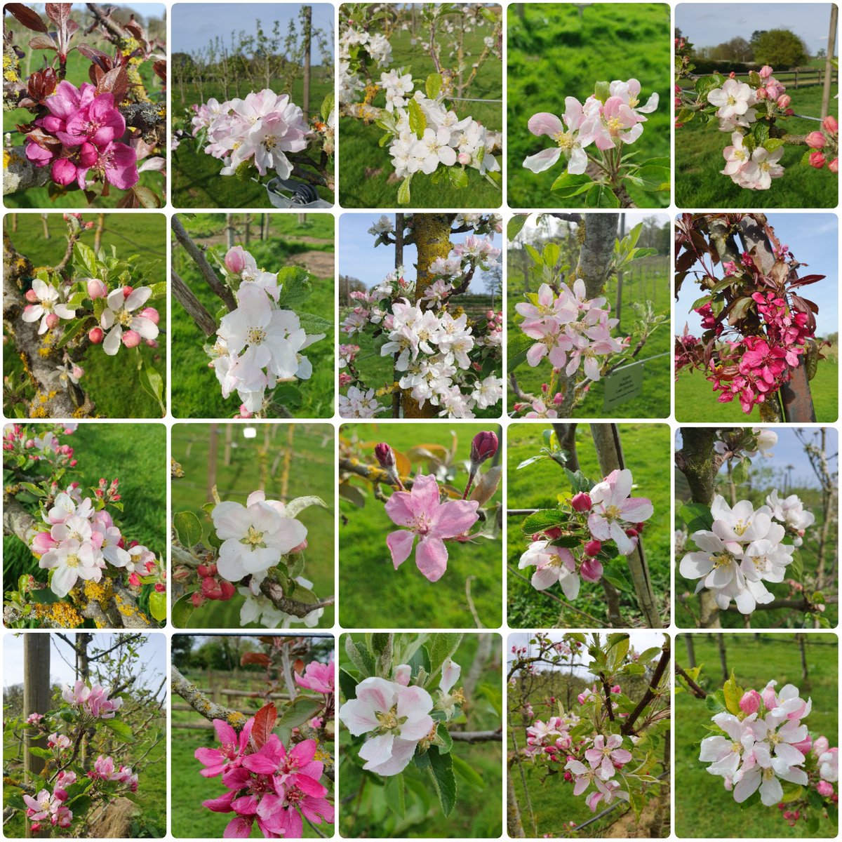 A huge perk of my job is being surrounded by Blossom for a few weeks. Looked how varied they can be!