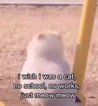 smol silly cat (@catsillyness) on Twitter photo 