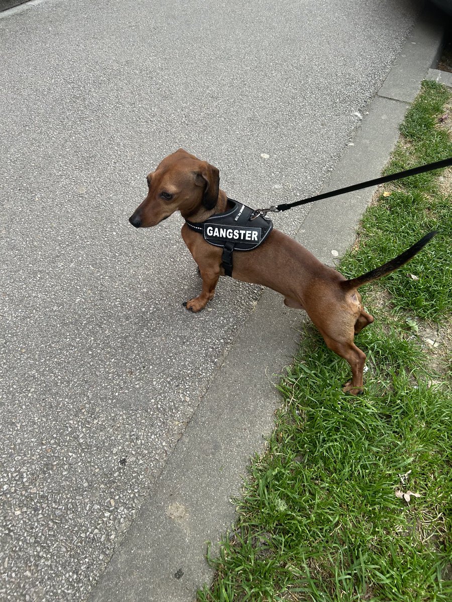 Spominje se drzavni udar. Bezakonje je zavladalo ulicama🤭