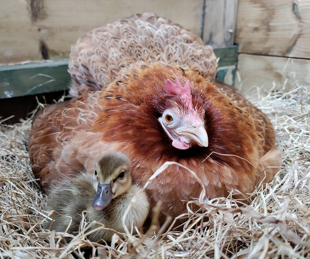 Cuteness overload at Talons HQ.