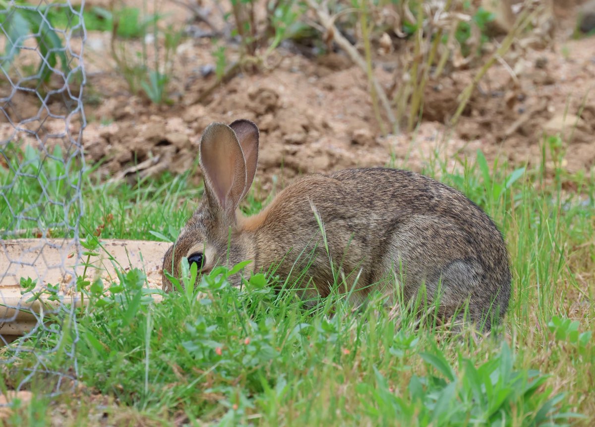 Tiny yard bunny this gray morning. 🐇 

Cottontail rabbit SoCal