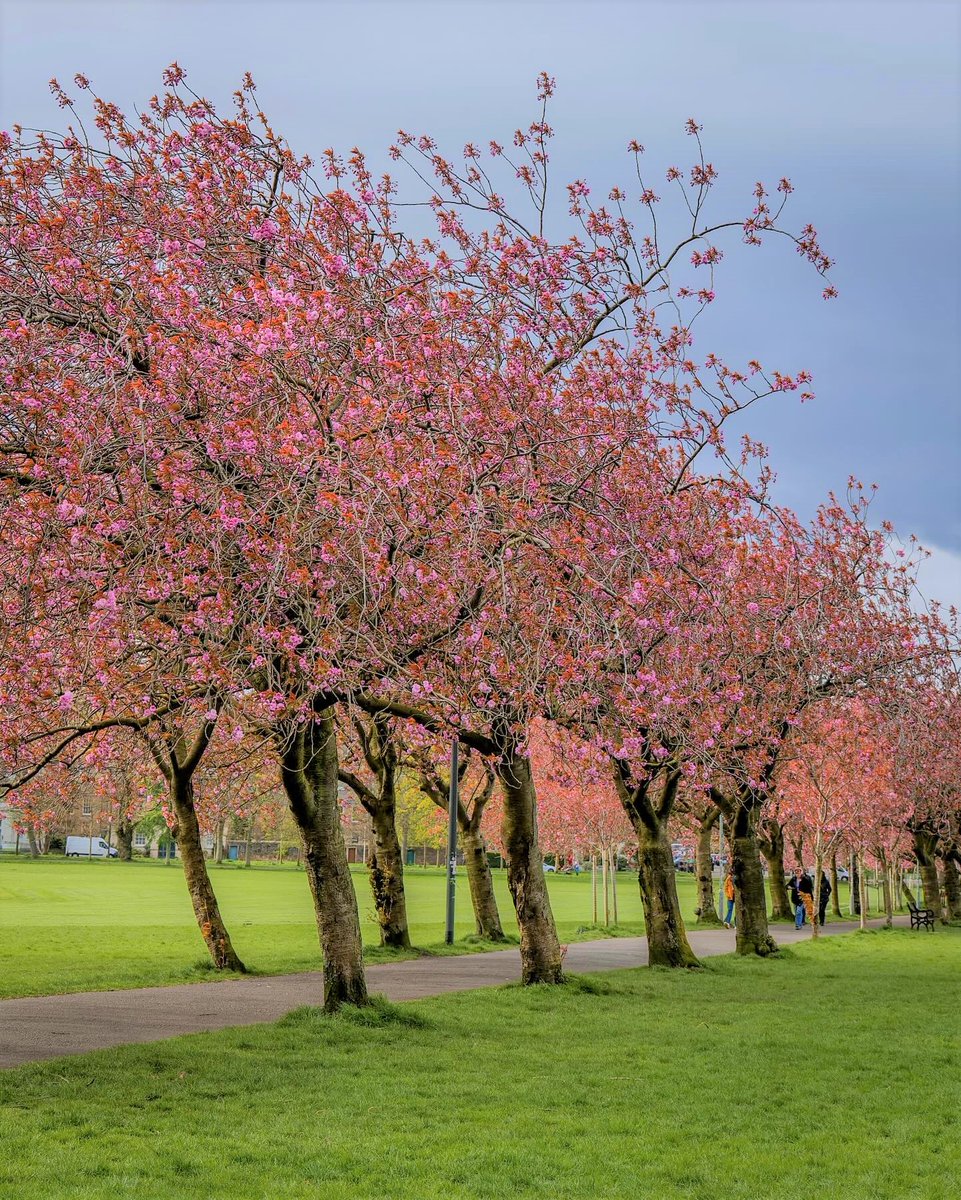 Edinburgh is in bloom 🌸 Does this mean Spring has finally sprung? ☀️ 📷 IG/ana.is.fun #Spring #Edinburgh #TheMeadows #CherryBlossoms