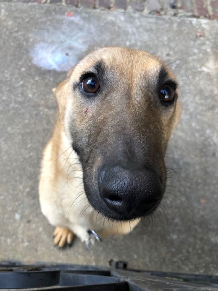 Joskeditz's tweet photo. @whosmalas O cachorro com 30% de opacidade https://t.co/0dI4LKIhzs