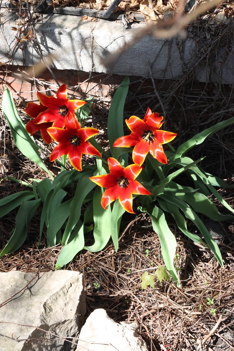 More urban blooms. West Loop, Chicago. The most interesting tulips. #AprilSpringBlooms