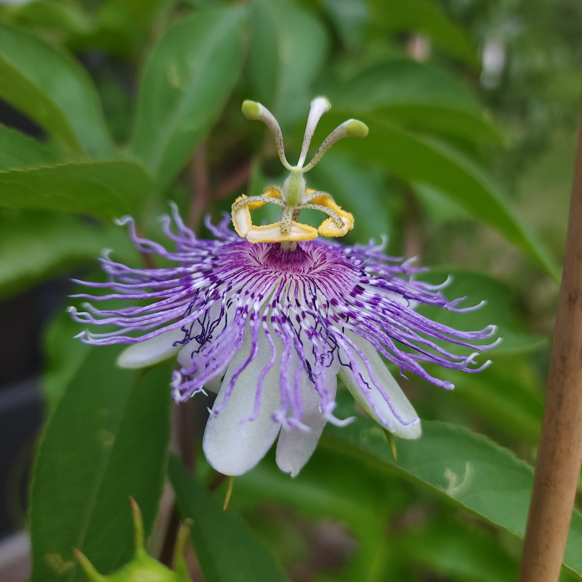 Passion fruit flowers are staring to bloom. They are some of the prettiest flowers 😍