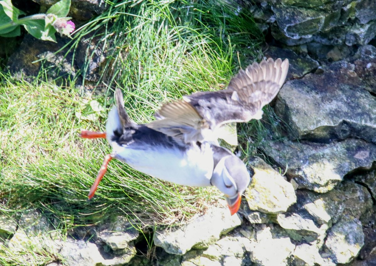 @SteelySeabirder Puffins @Bempton_Cliffs this afternoon in the northerthy that blowing in