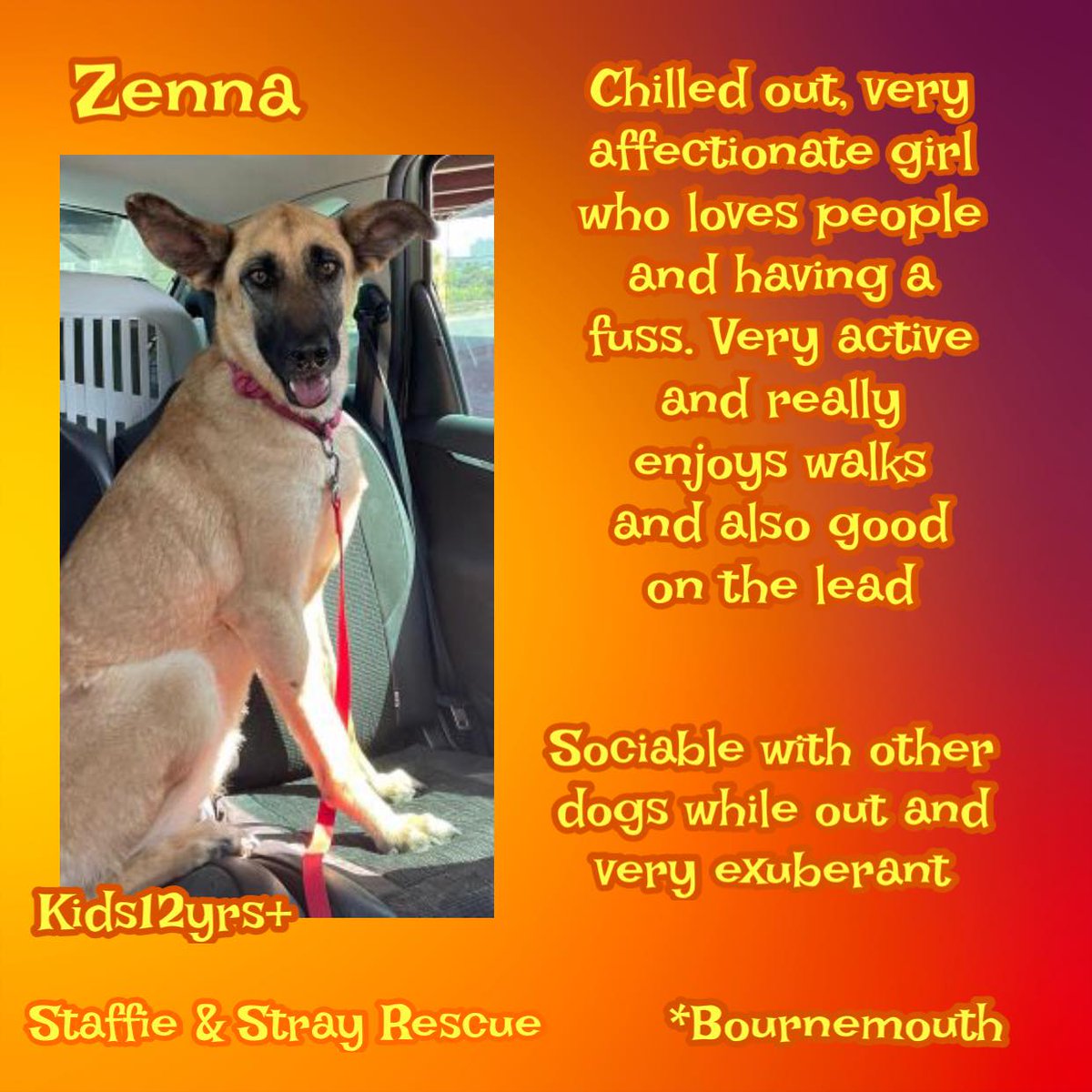 2/3yo large lady ZENNA is still yet to receive a single enquiry. She loves human interaction & being the centre of attention, with those magnificent ears she often is! She's a brilliant girl who walks well on the lead, enjoys travelling in the car & can be left for reasonable