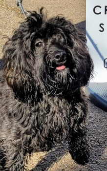 millypod1's tweet photo. ROXY HOME SAFE. THANKS FOR RT's😊🐕🐾 

🆘16 APR 2024 #Lost ROXY #ScanMe #Tagged
YOUNG Black MIN  Schnauzer Female 
Footscray Meadows DA14 4PS South London #DA14
nr #NorthCray #Bexley #Sidcup
Spotted on tracks between Albany Park &amp; Bexley stations
https://t.co/FaLiVn7Nse https://t.co/TGCUCEIq8g