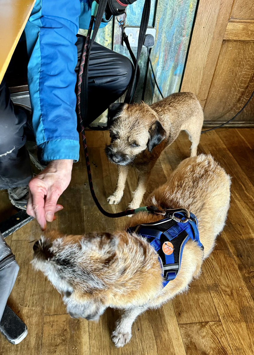 #BTPosse #borderterrier. Pals went in a cafe escape the wind at Seaham. Fred suspected that Rosie had a treat. Rosie could not possibly comment 🐶🎉