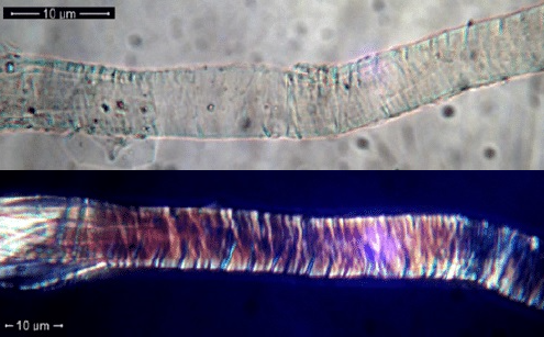 @alfbennymedia @Nonlin_Org The images below show shroud image-fibers under natural and cross-polarized light. The fibers are colored because the primary cell walls of the fibers is shriveled and corrugated, which was reproduced on modern linen exposed to UV light. researchgate.net/publication/27…